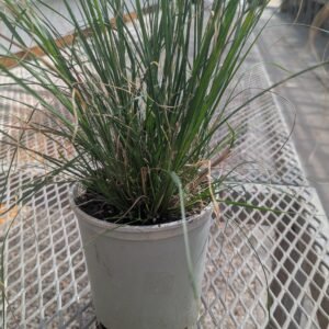 Pennisetum Alopecuroides 'Hameln'