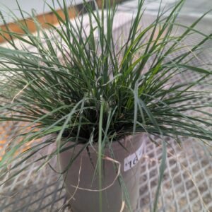 Pennisetum Alopecuroides 'Piglet'