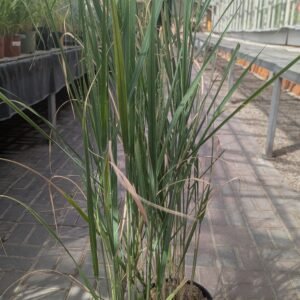 Panicum Virgatum 'Thundercloud'