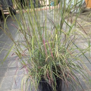 Schizachyrium Scoparium 'Minnblue'