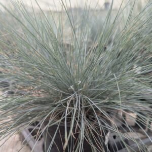 Festuca Glauca 'Elijah Blue'
