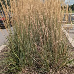 Calamagrostis Acutiflora 'Karl Foerster'