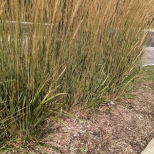 Calamagrostis Acutiflora 'Karl Foerster'
