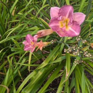 Hemerocallis 'Entrapment'
