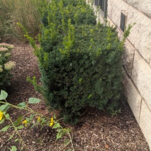 Taxus x Media 'Hicksii'