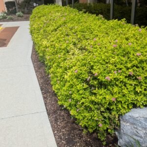 Spiraea bumalda Goldmound