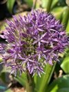 Allium Giganteunm 'Globemaster'