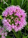Allium x 'Millenium'