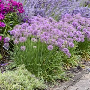 Allium x Serendipity Pw #1