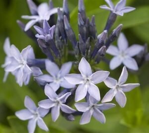 Amsonia x 'Blue Ice'