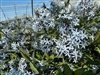 Amsonia Tabernaemontana 'Storm Cloud'
