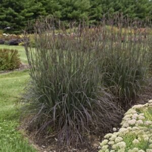 Andropogon Gerardii 'Black Hawks'