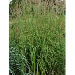 Andropogon Gerardii