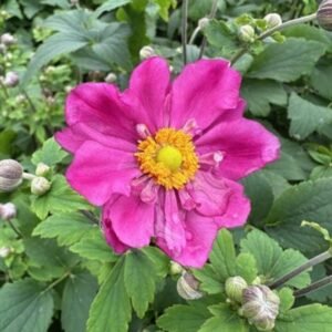 Anemone x Hybrida 'Pw Curtain Call Deep Rose'