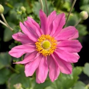 Anemone x Hybrida 'Pw Curtain Call Pink'