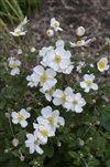 Anemone x Hybrida 'Honorine Jobert . #1 [W0]