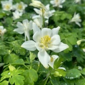 Aquilegia x 'Earlybird White'
