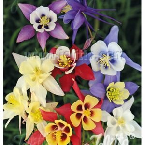 Aquilegia x 'Earlybird Mix' . #1