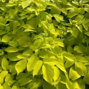 Aralia Cordata 'Sun King'