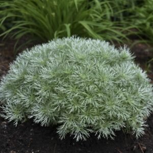 Artemisia Schmidtiana 'Nana'