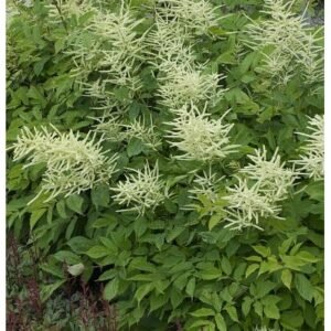 Aruncus x Chantilly Lace'