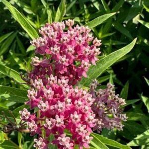 Asclepias Incarnata 'Cinderella'