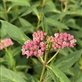 Asclepias Incarnata