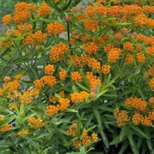 Asclepias Tuberosa
