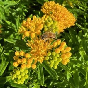 Asclepias Tuberosa 'Hello Yellow'