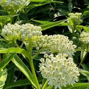 Asclepias Incarnata 'Ice Ballet'