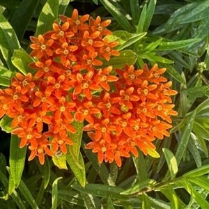 Asclepias Tuberosa 'Orange'