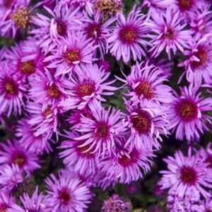 Aster Novae-Angliae 'Pink Crush'