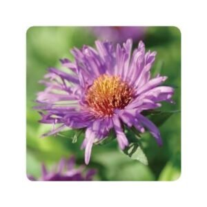 Aster Novae-Angliae 'Purple Dome'