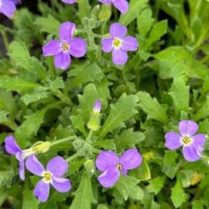 Aubrieta Cultorum 'Cascade Blue'