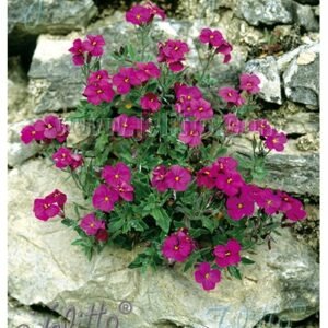 Aubrieta Cultorum 'Cascade Red'