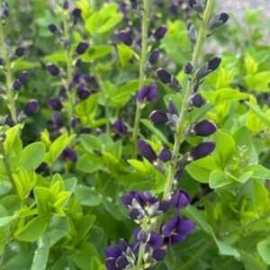 Baptisia x 'Pw Decadence Sparkling Sapphires'