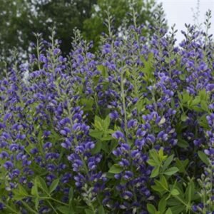 Baptisia x 'Pw Decadence Blueberry Sundae'