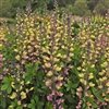 Baptisia x 'Pw Decadence Pink Lemonade'