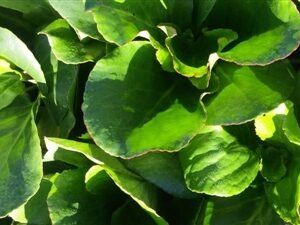 Bergenia Cordifolia 'Winter Glut