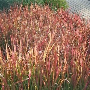 Andropogon Gerardii 'Red October'