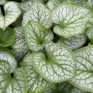 Brunnera Macrophylla 'Jack Frost'
