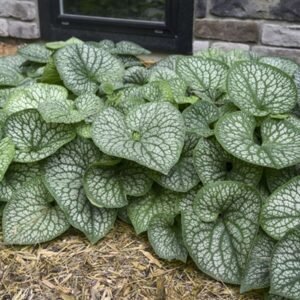 Brunnera Macrophylla 'Pw Jack Of Diamonds'
