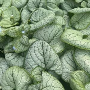 Brunnera Macrophylla 'Silver Spear'
