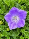 Campanula Carpatica 'Rapido Blue'