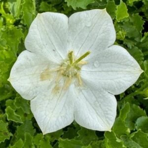 Campanula Carpatica 'Rapido White'