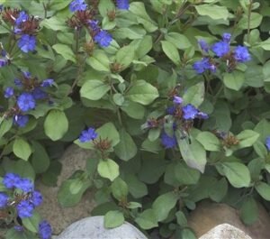 Ceratostigma Plumbaginoides