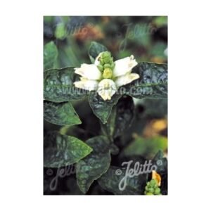 Chelone Glabra