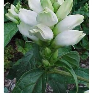 Chelone Glabra 'Black Ace'