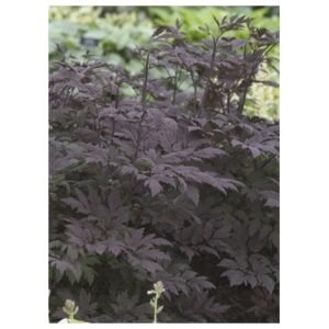 Cimicifuga Ramosa 'Hillside Black Beauty'