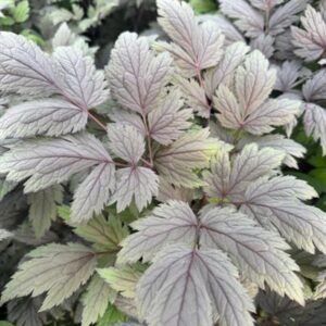 Cimicifuga Ramosa 'Brunette'